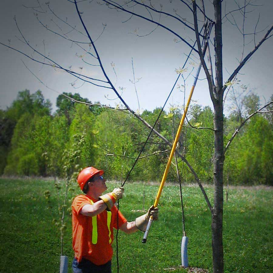 Tree Pruning