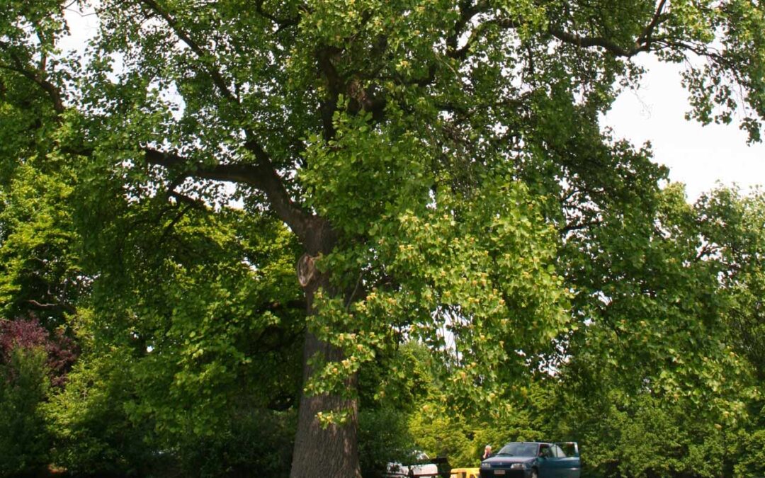 Tulip Tree