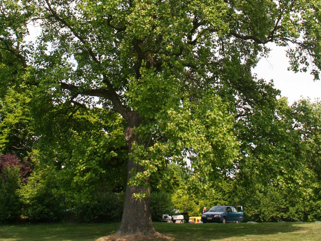 tulip-tree