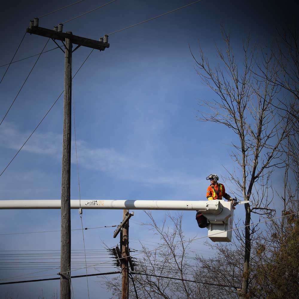 Utility Line Clearing