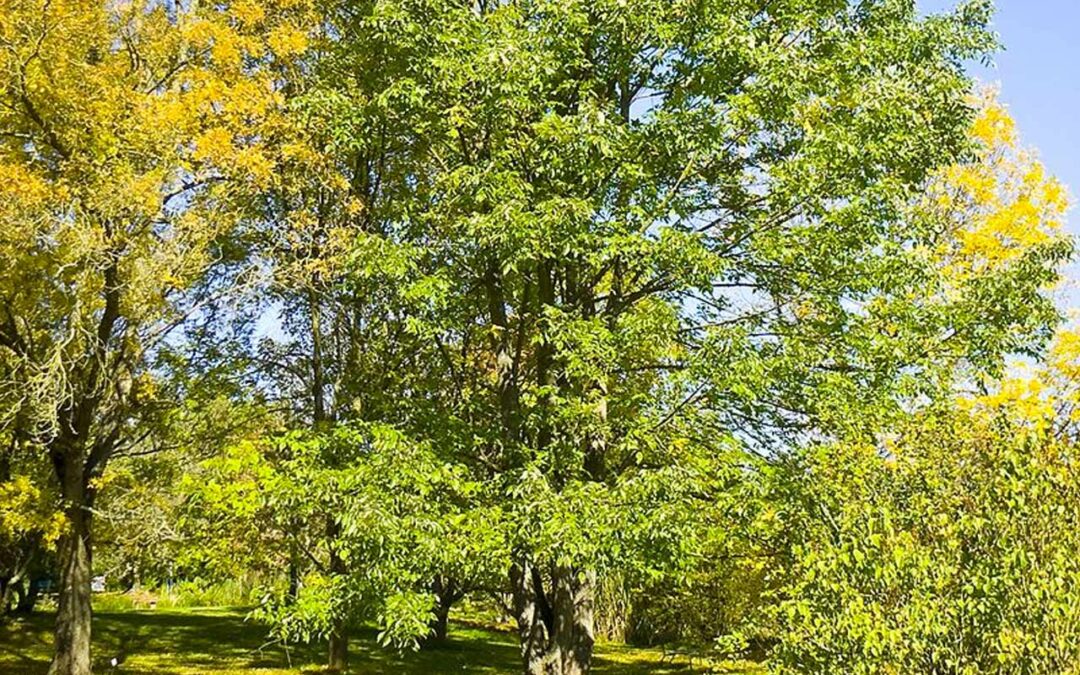 White Ash