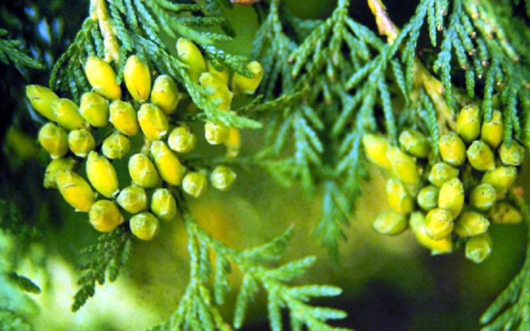 White Cedar
