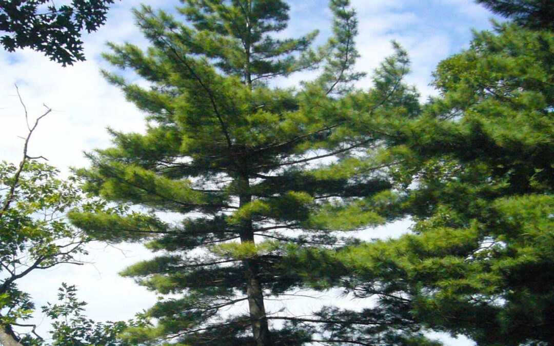 White Pine