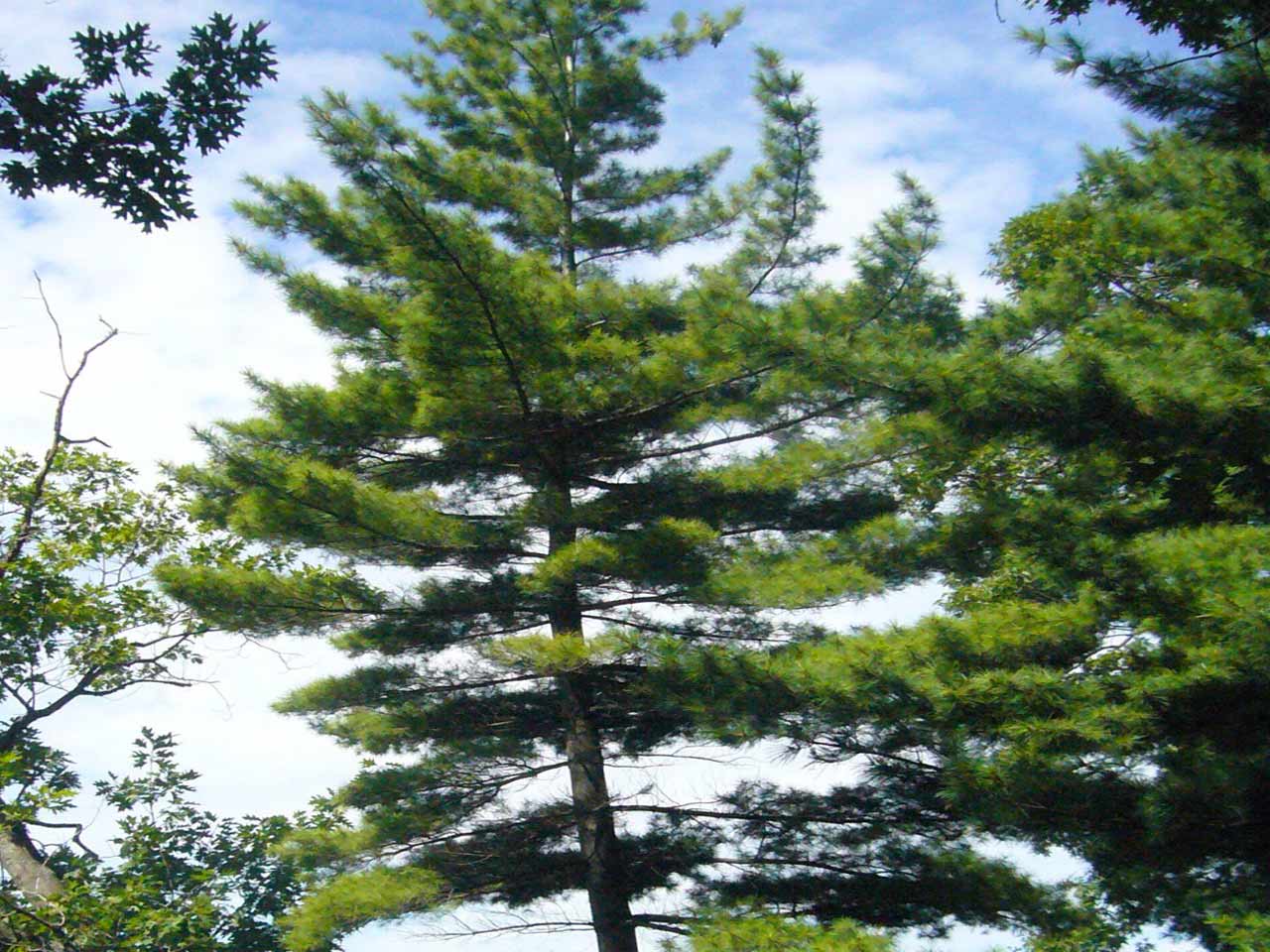 white-pine white-pine