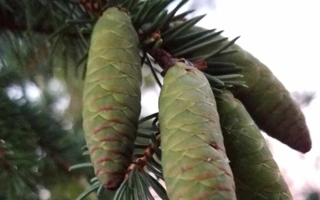 White Spruce